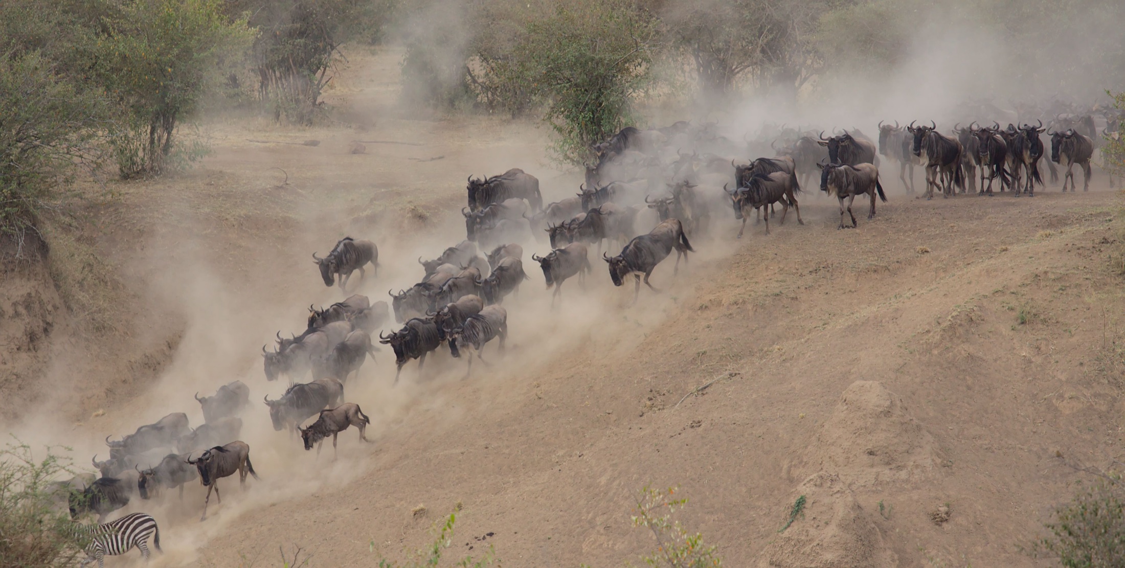 Wildebeest herd running through the dust during the Great Migration